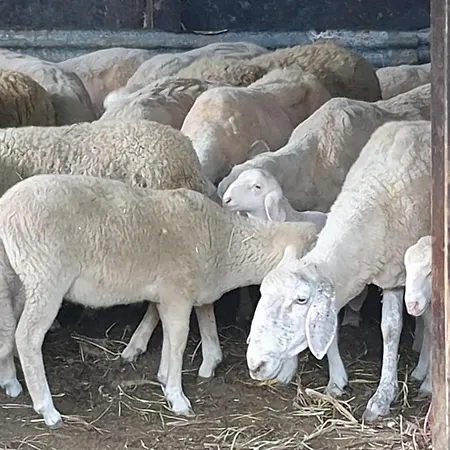 Tenuta Del Colle Gubbio