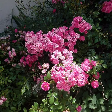 Tenuta Del Colle مزرعة للإقامة